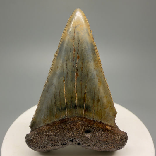 Colorful, sharply serrated 2.37" Fossil Great White Shark Tooth - South Carolina GW1231 - Front