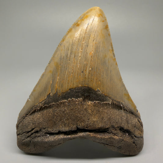 Colorful, with serrations 4.58" Fossil Megalodon Tooth - North Carolina CM5363 - Front