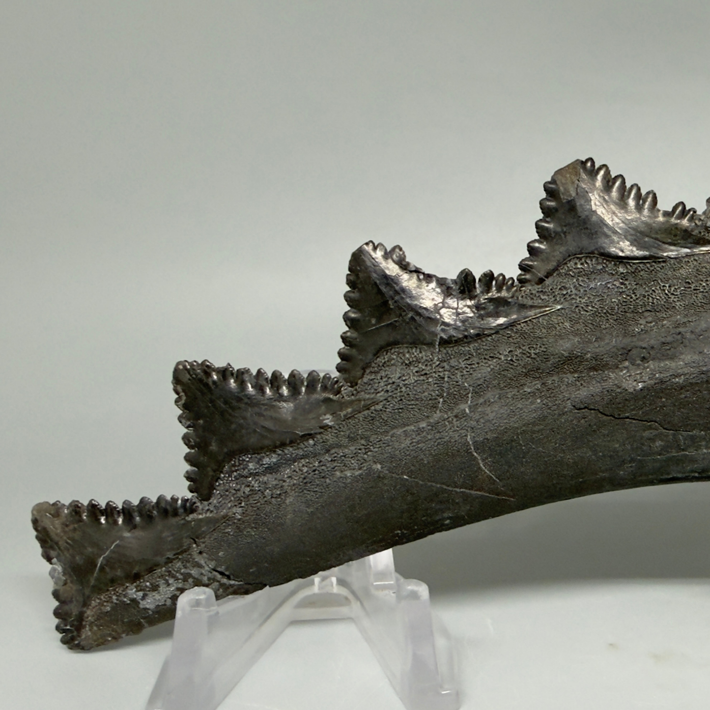 Front View Pyrite 7.15" Fossil Edestus heinrichi shark Jaw - 300 million years old R620  - 1