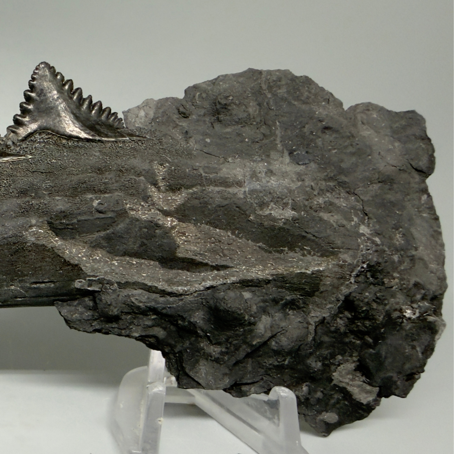 Front View Pyrite 7.15" Fossil Edestus heinrichi shark Jaw - 300 million years old R620 - 2