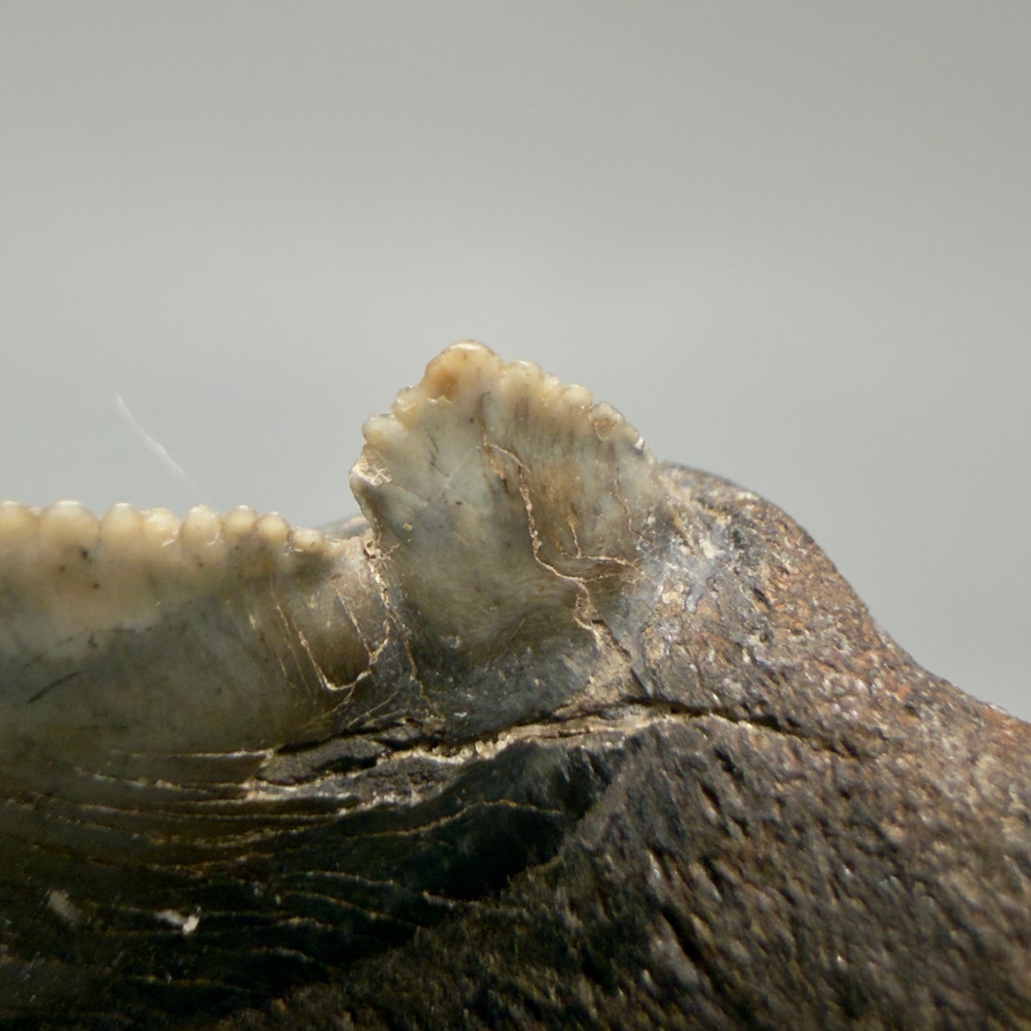 Cup detail View Spectacular 2.40" Serrated Fossil Carcharocles angustidens Shark Tooth from South Carolina AN468