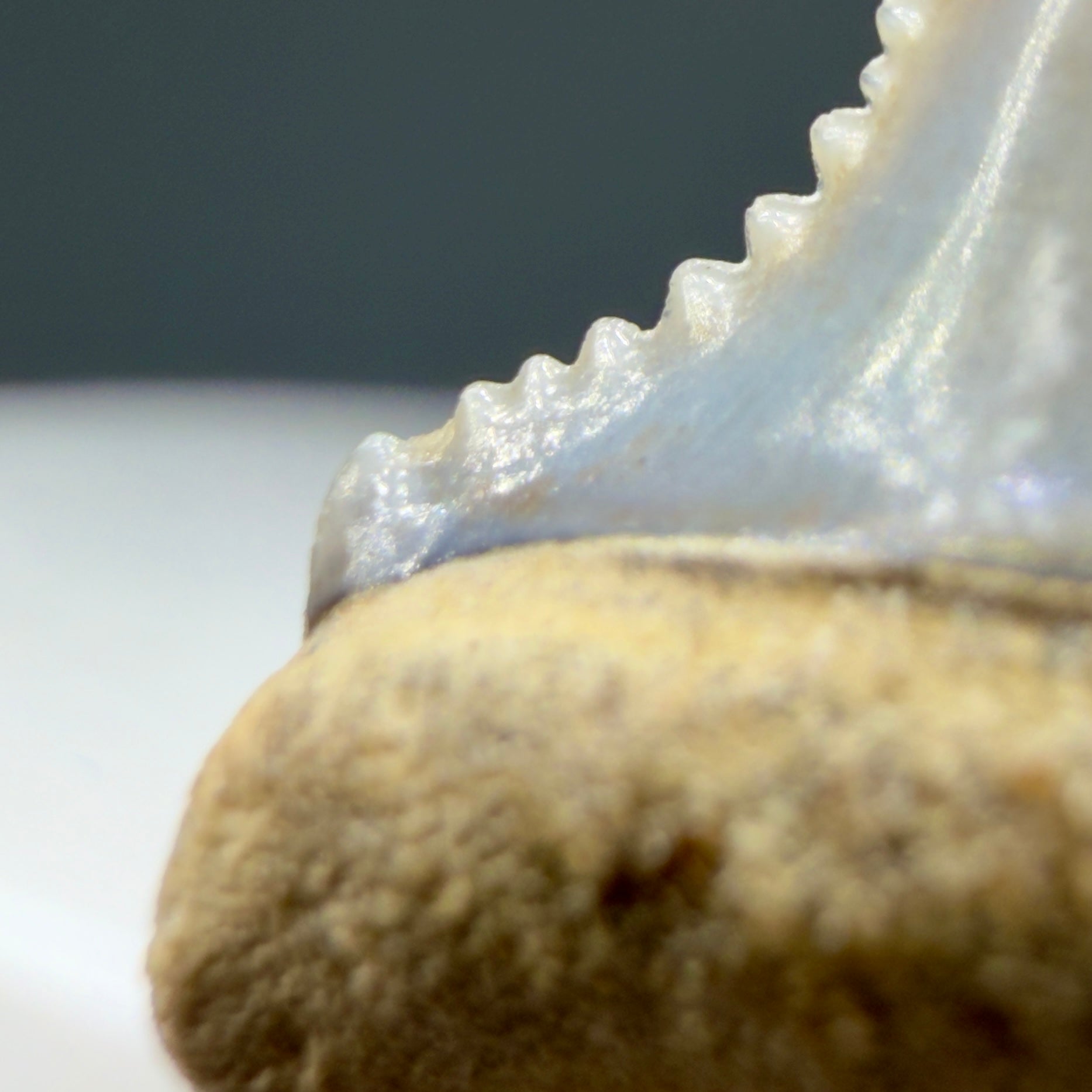 Cusp detail 2View Very colorful, sharply serrated 0.92" long Fossil Great White Tooth from the deserts of Peru GW1354
