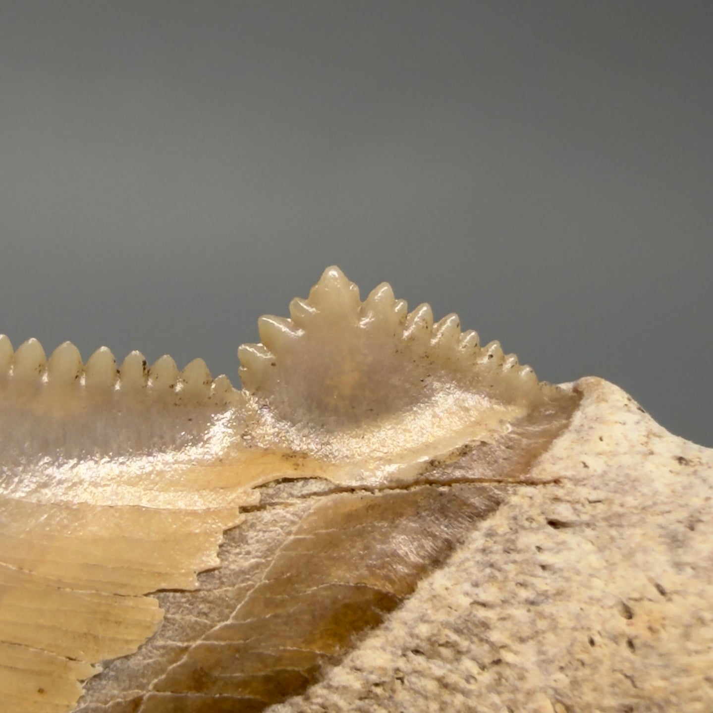 Cusp detail View 2.17" Fossil Carcharocles angustidens Shark Tooth from Charleston, South Carolina AN741 - 1