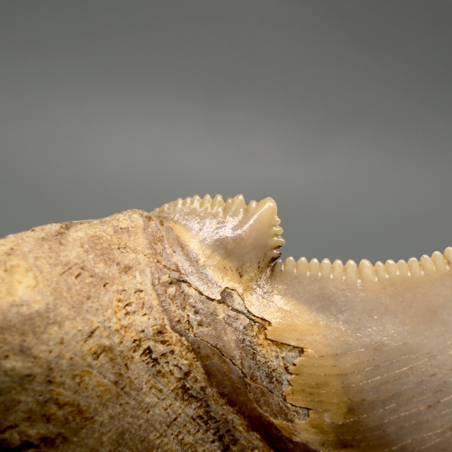 Cusp detail View 2.17" Fossil Carcharocles angustidens Shark Tooth from Charleston, South Carolina AN741 