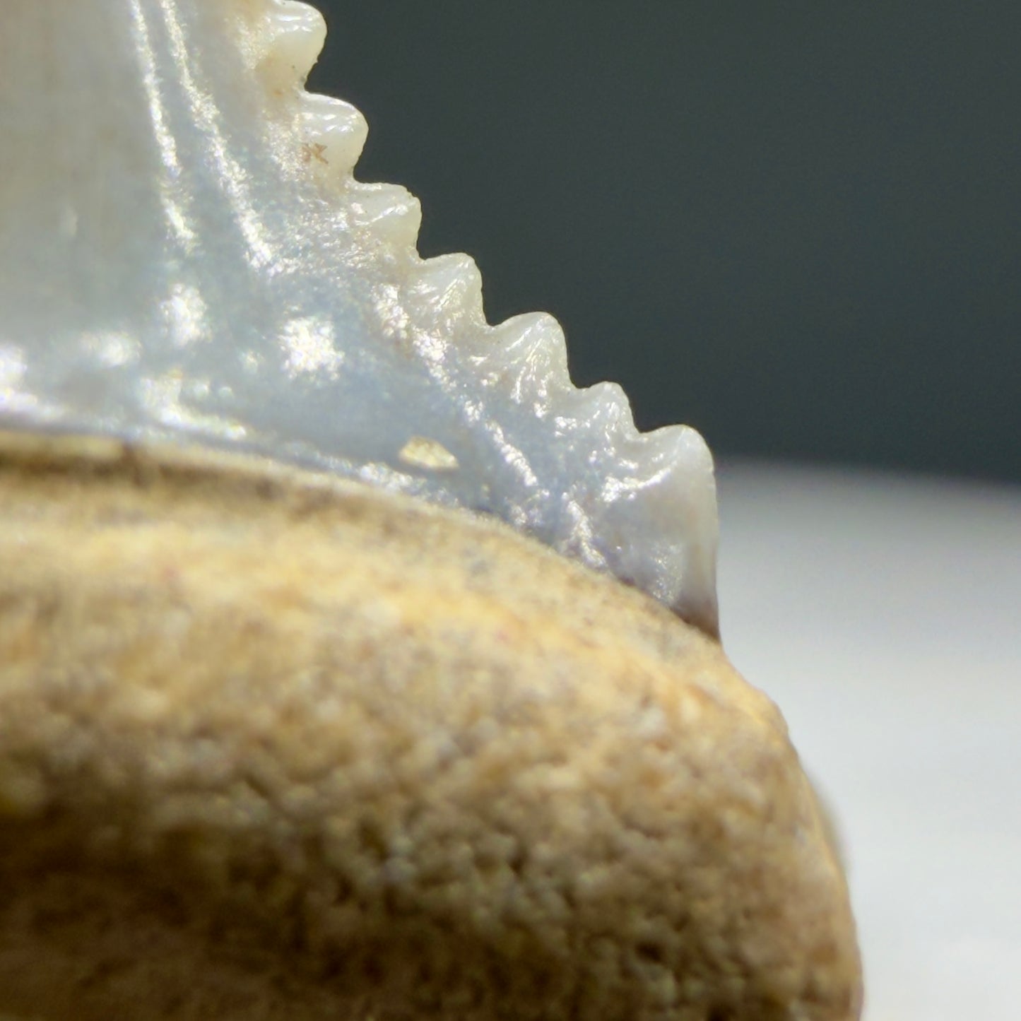 Cusp detail View Very colorful, sharply serrated 0.92" long Fossil Great White Tooth from the deserts of Peru GW1354