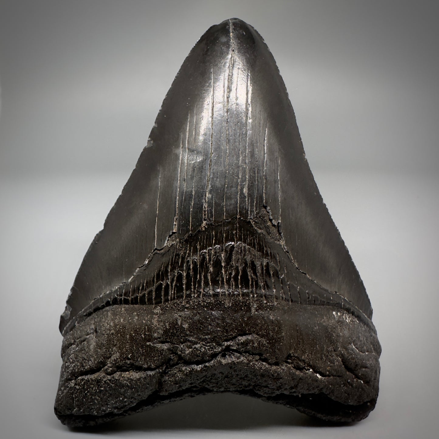 Dark colors 4.02" Fossil Megalodon Tooth - South Carolina CM5287 - Front