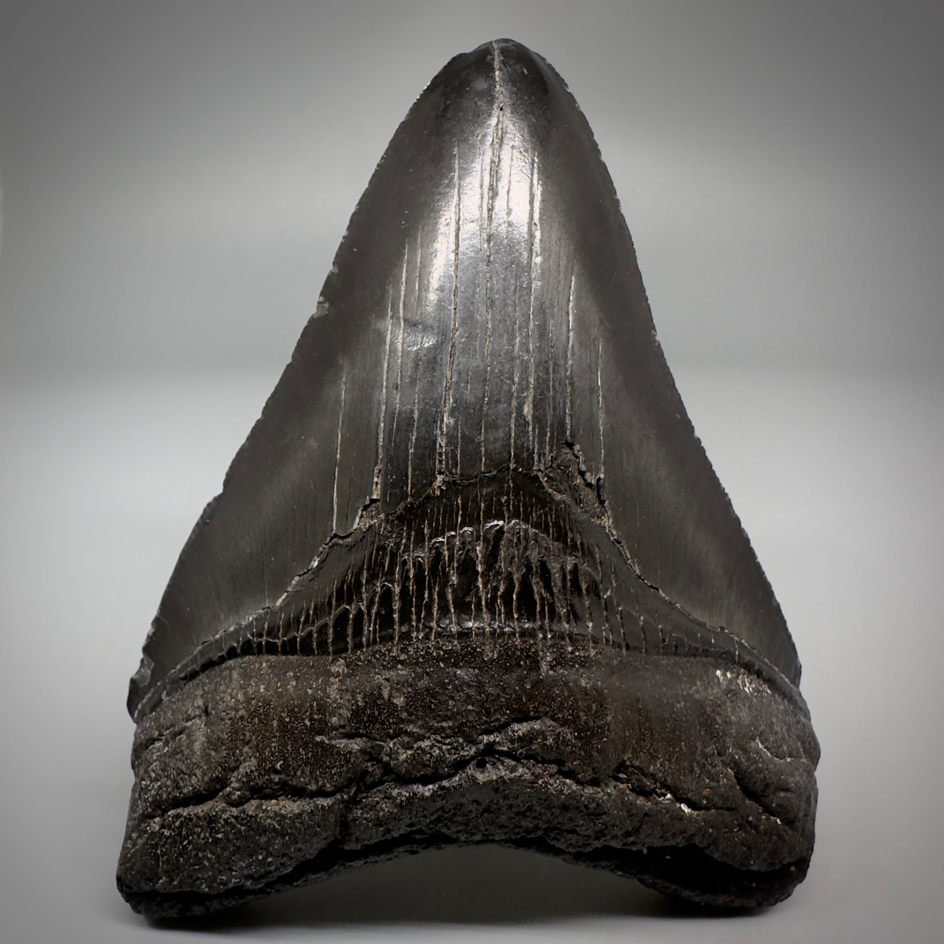Dark colors 4.02" Fossil Megalodon Tooth - South Carolina CM5287 - Front