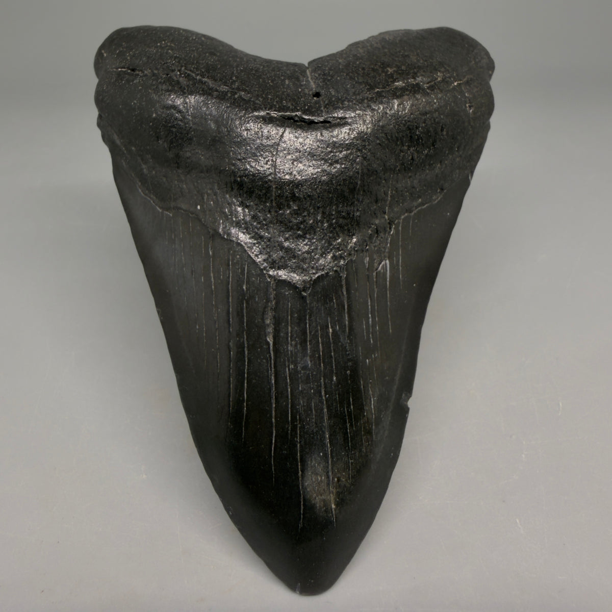 Dark colors 4.13" Megalodon Tooth from South Carolina megalodonteeth.com CM6583