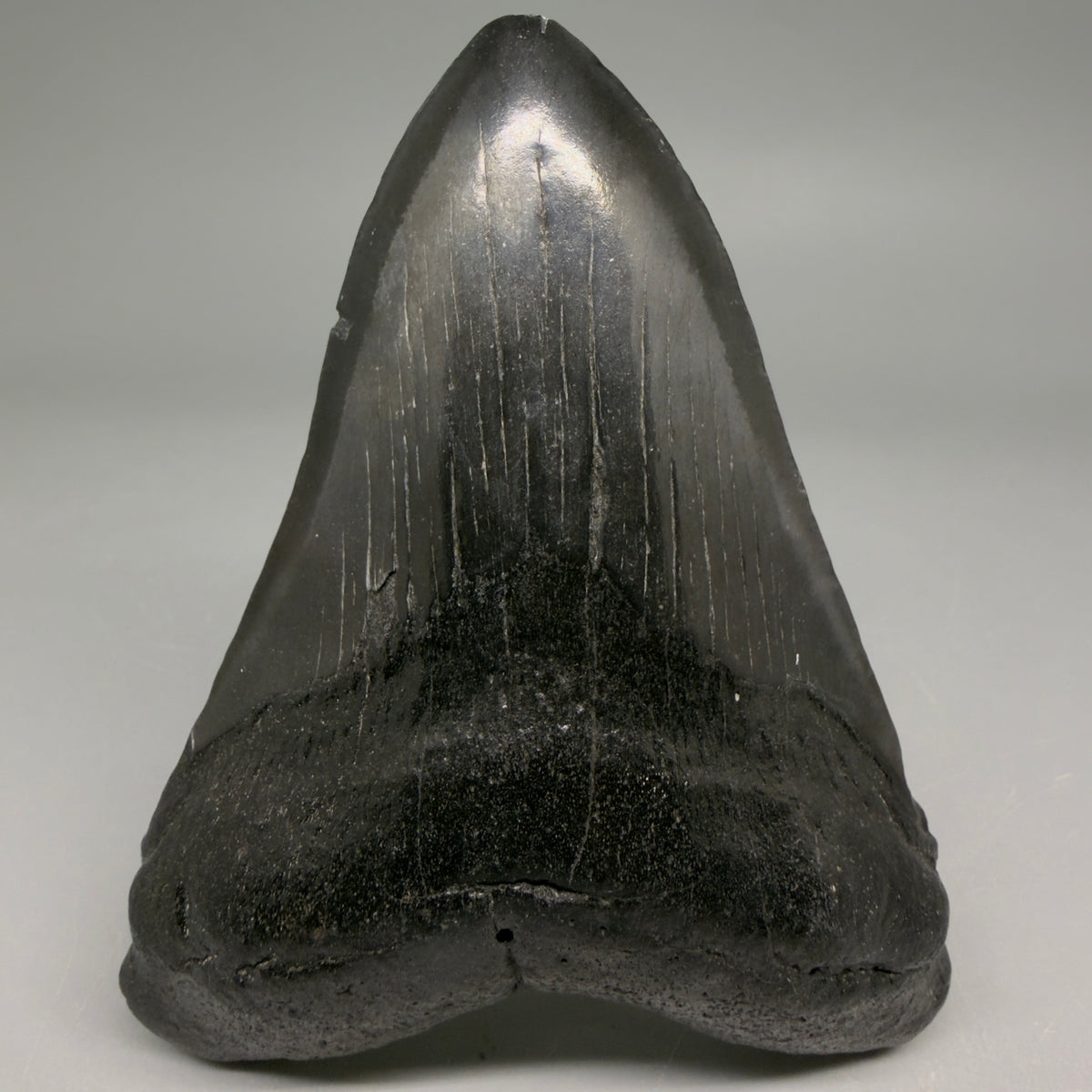 Dark colors 4.13" Megalodon Tooth from South Carolina megalodonteeth.com CM6583 - 1 