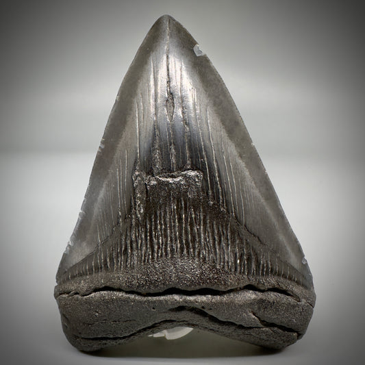 Dark colors 4.45" Fossil Megalodon Tooth - South Carolina CM5289 - Front
