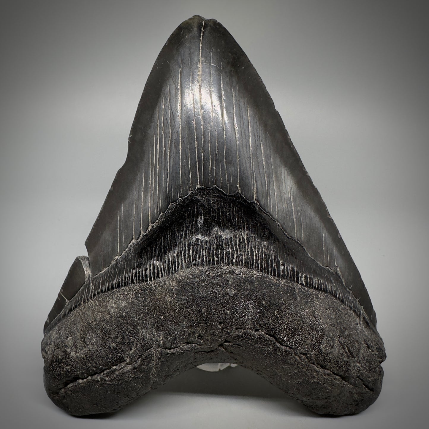 Dark colors 5.25" Fossil Megalodon Tooth - South Carolina CM5292 - Front