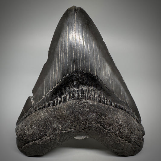 Dark colors 5.25" Fossil Megalodon Tooth - South Carolina CM5292 - Front