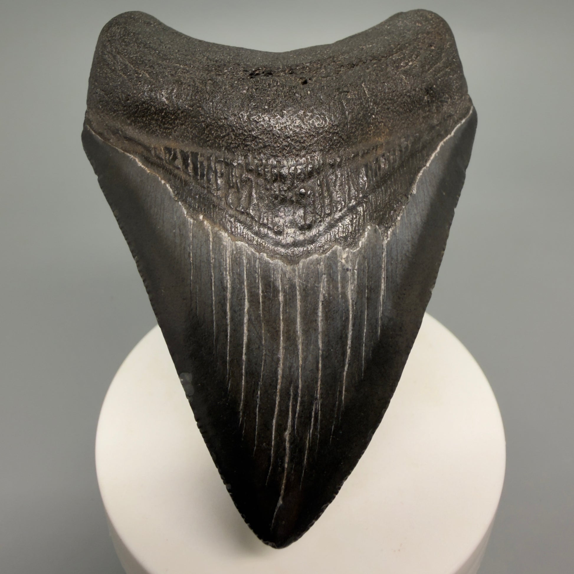 Front View Dark colors, heart-shaped 3.40" Megalodon Tooth from South Carolina CM6250