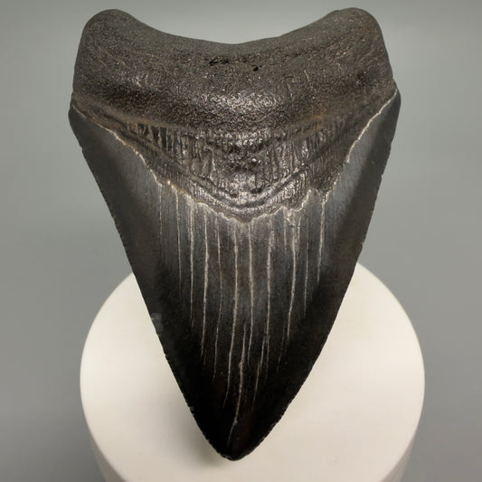 Front View Dark colors, heart-shaped 3.40" Megalodon Tooth from South Carolina CM6250