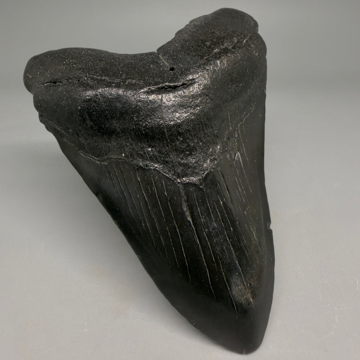 Dark left colors 4.13" Megalodon Tooth from South Carolina megalodonteeth.com CM6583