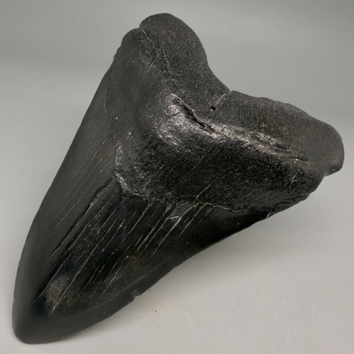Dark right colors 4.13" Megalodon Tooth from South Carolina megalodonteeth.com CM6583