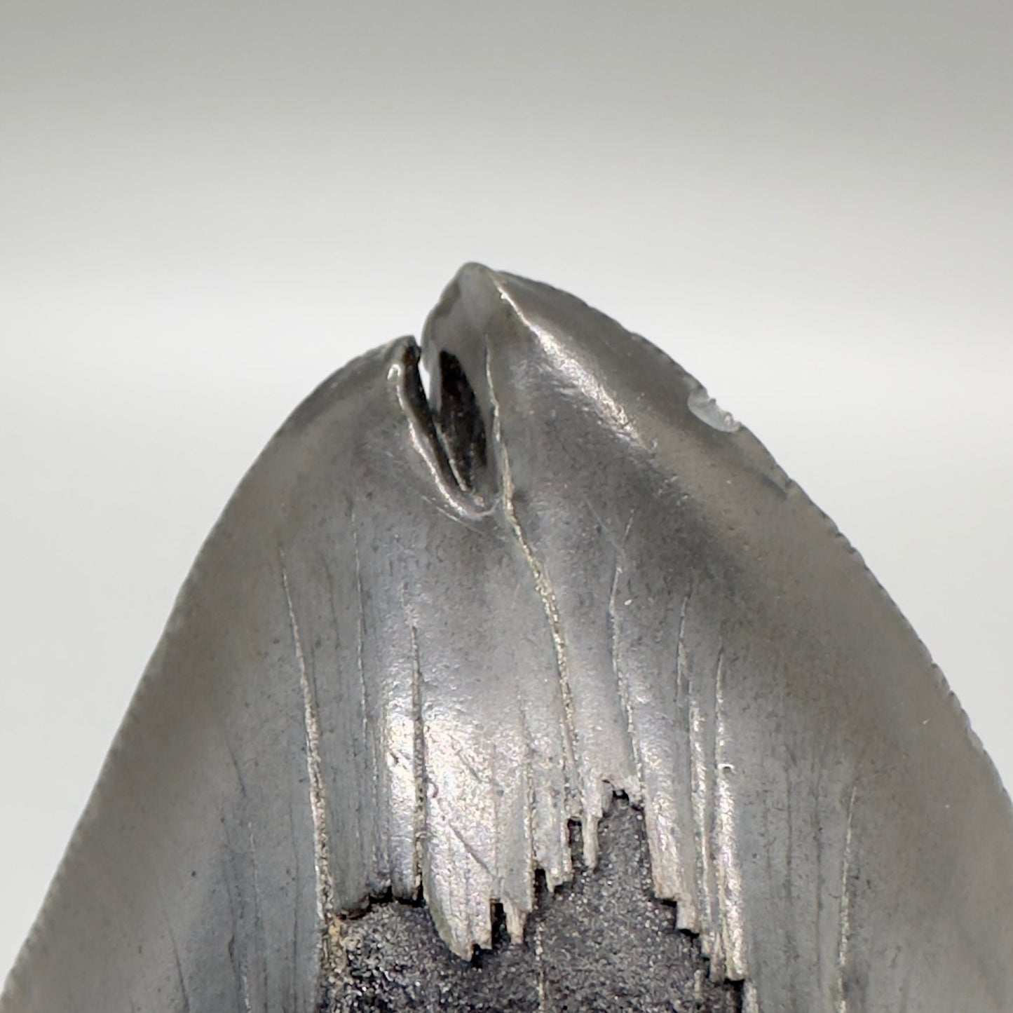  Deformed, split tip 4.71" Fossil Megalodon Tooth from South Carolina MJ159 - Tip close up MJ159