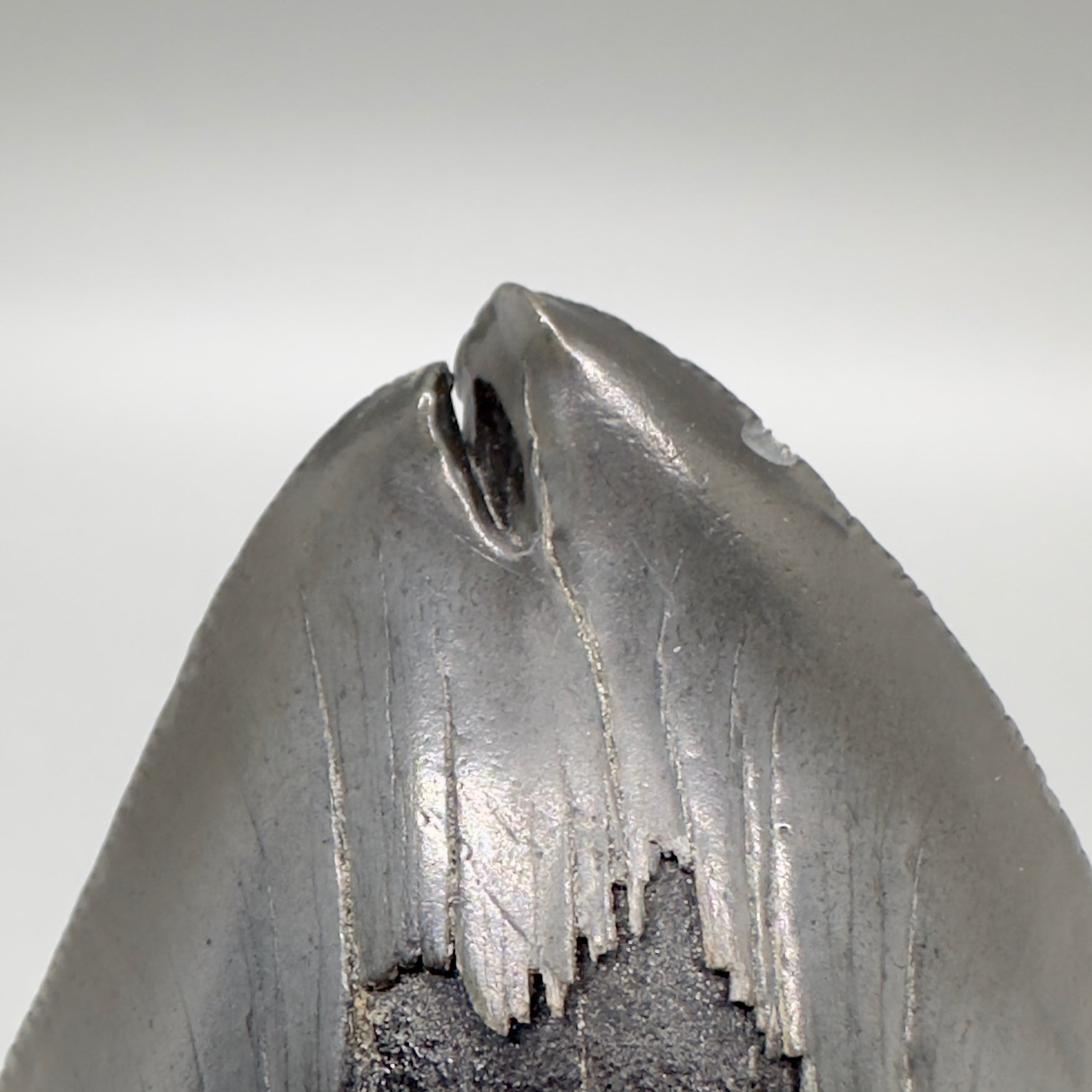  Deformed, split tip 4.71" Fossil Megalodon Tooth from South Carolina MJ159 - Tip close up MJ159