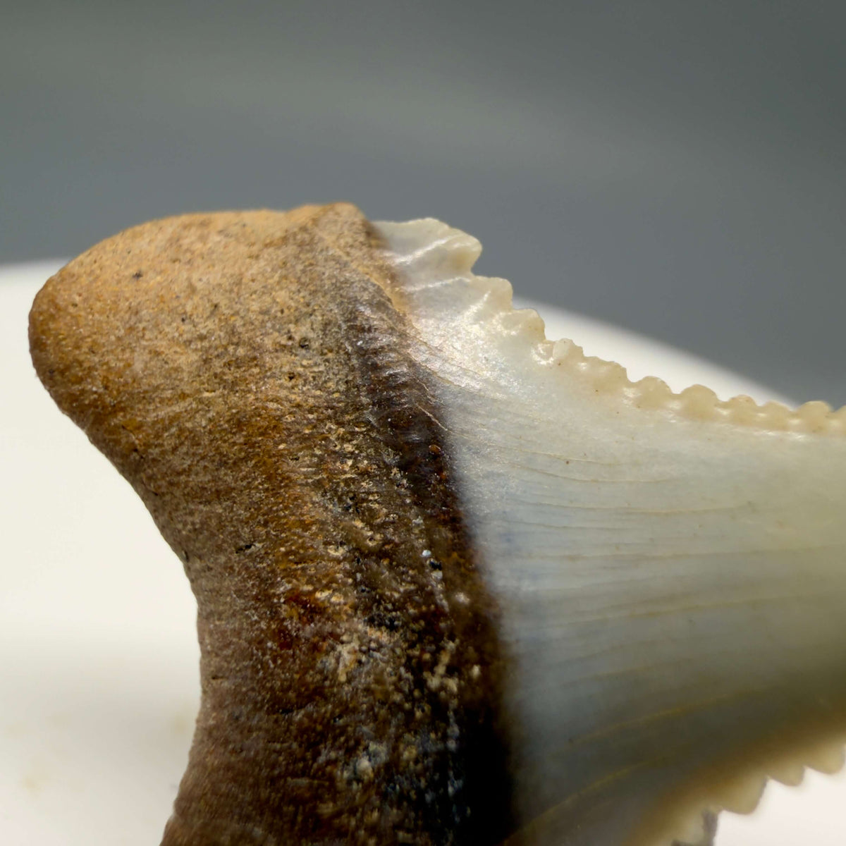 Detail of cusp View Very colorful, sharply serrated 1.03" long Fossil Great White Tooth from the deserts of Peru megalodonteeth.com GW1393