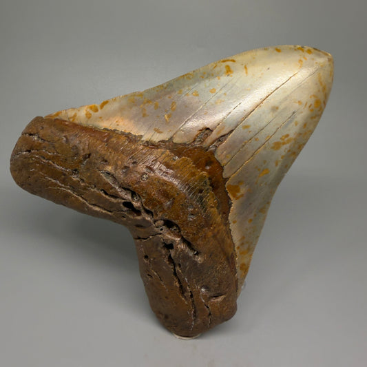 Extra Large, WIDE 6.04" Fossil Megalodon Tooth - Wilmington North Carolina CM5378 - Front 