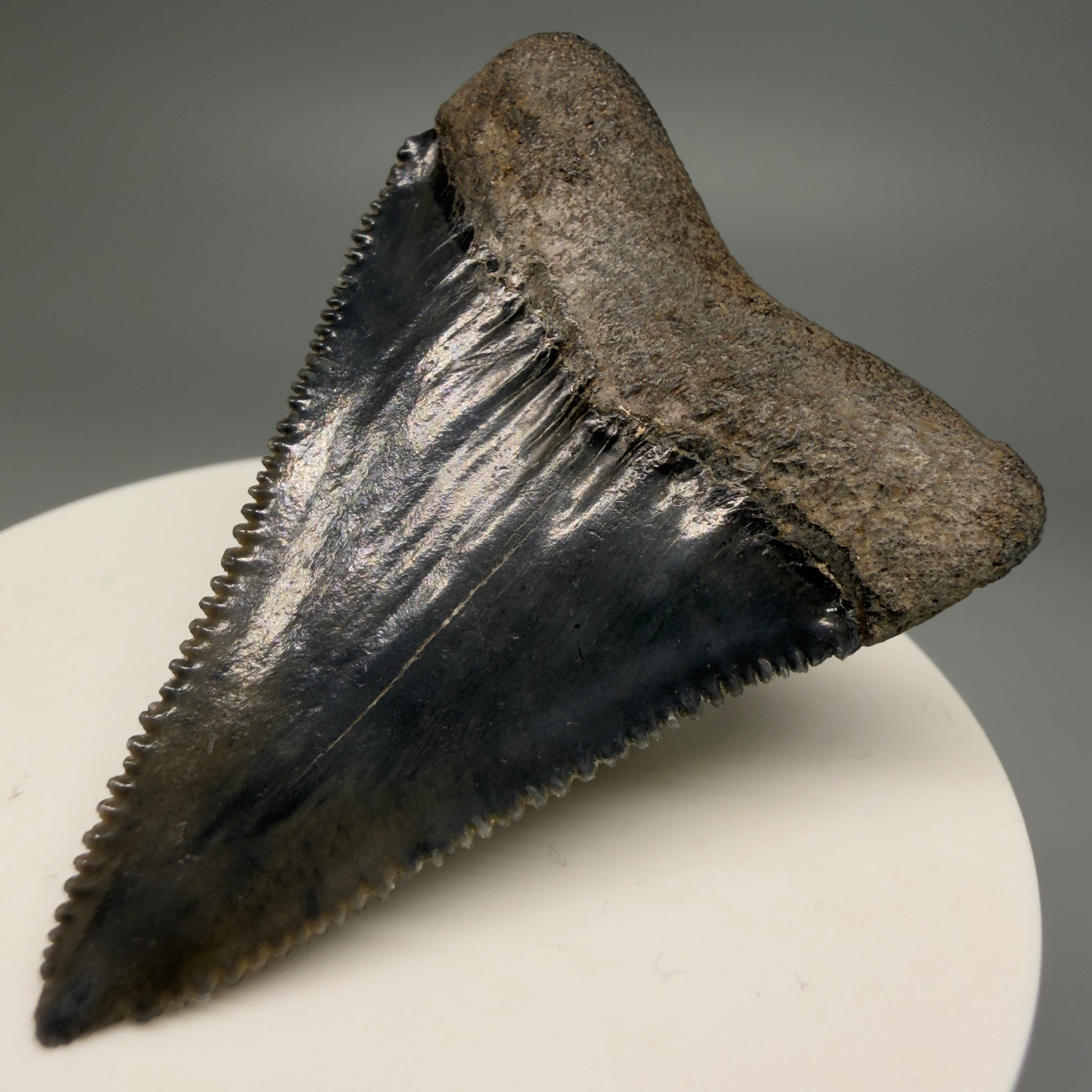 Back Right View Very colorful, sharply serrated 2.19" Fossil Great White Tooth for Sale GW1251