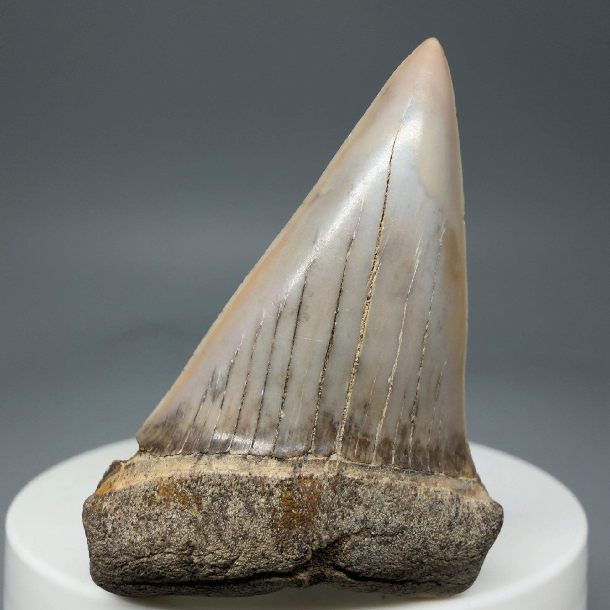 Front 2.03" Fossil Extinct Mako - Isurus hastalis Shark Tooth - Bakersfield, CA - Colorful M600