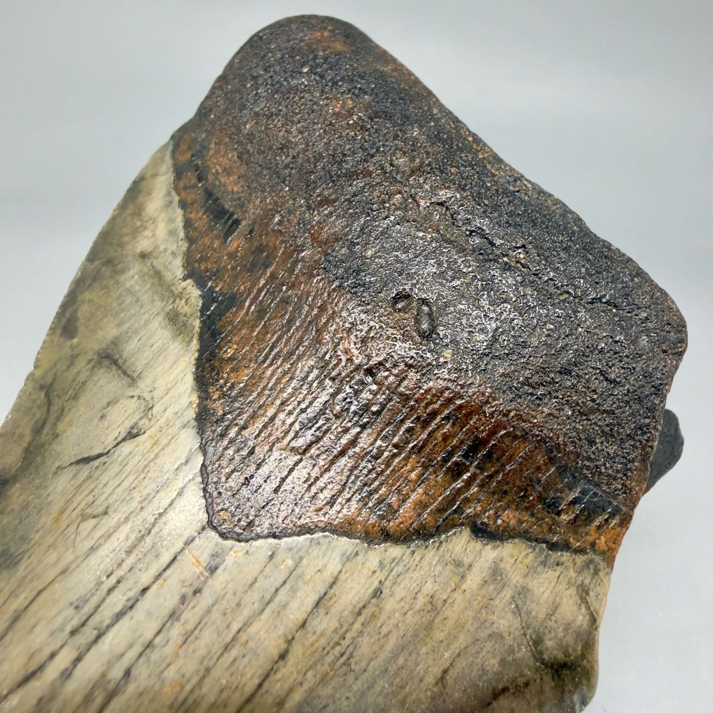 Front Bourlette View Colorful 5.18" Authentic Megalodon Tooth – North Carolina Fossil | Carcharocles megalodon CM6462