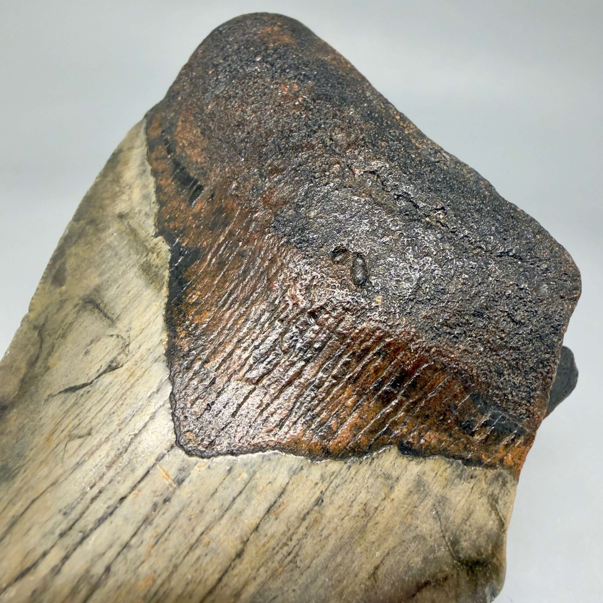 Front Bourlette View Colorful 5.18" Authentic Megalodon Tooth – North Carolina Fossil | Carcharocles megalodon CM6462