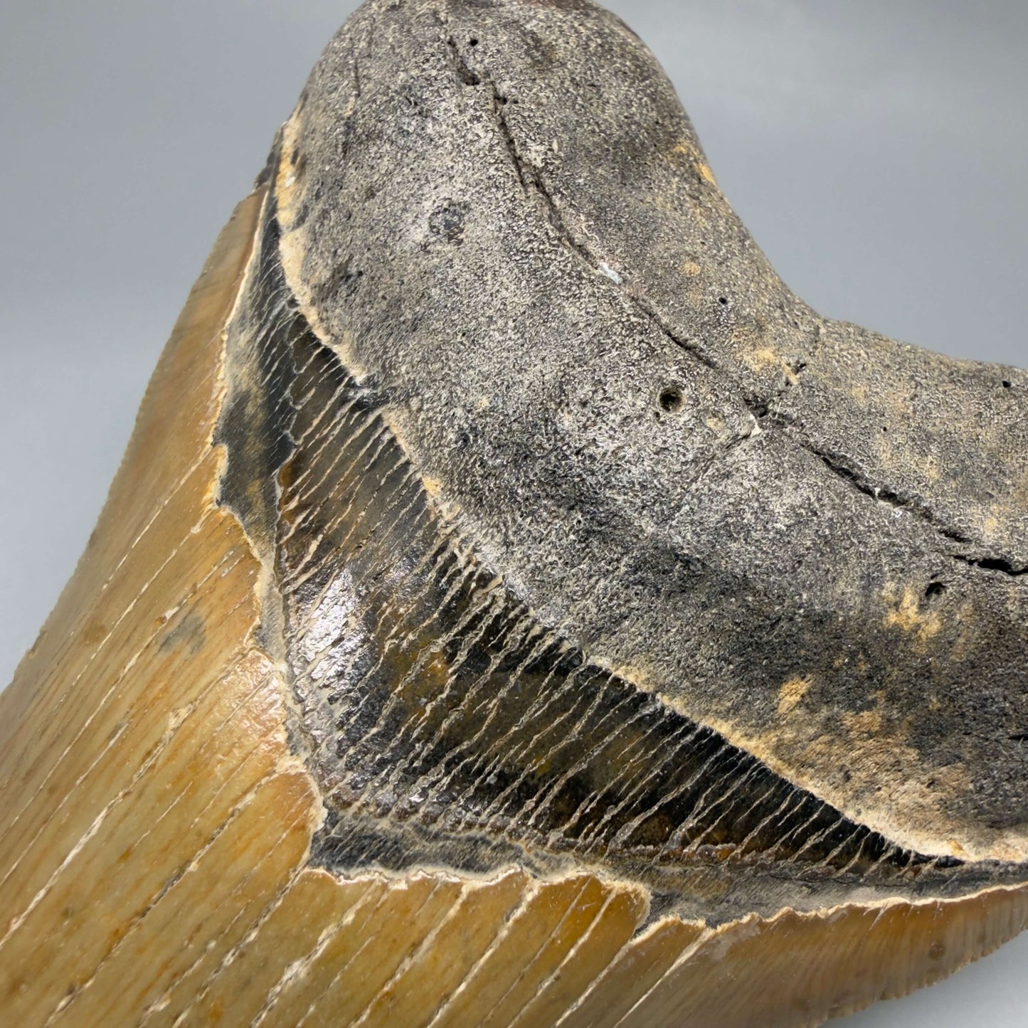 Front Bourlette detail View Colorful, serrated, heart-shaped 4.98" Authentic Megalodon Tooth – North Carolina CM6463 