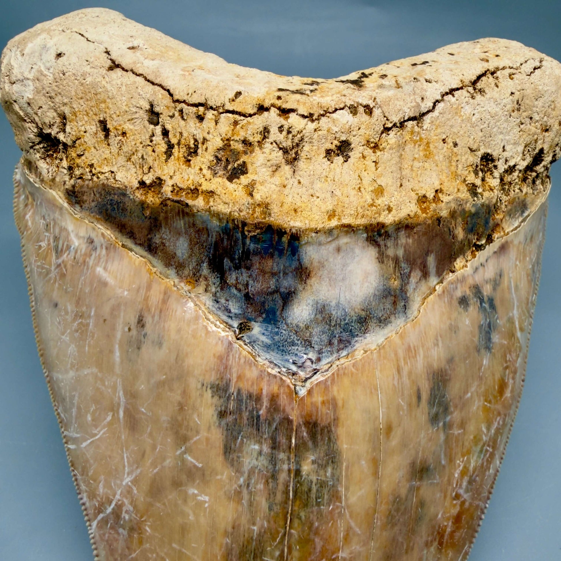 Front Bourlette detail View EXTRA LARGE, Colorful, Sharply Serrated 6.02" Fossil Megalodon Tooth - Indonesia CM6426