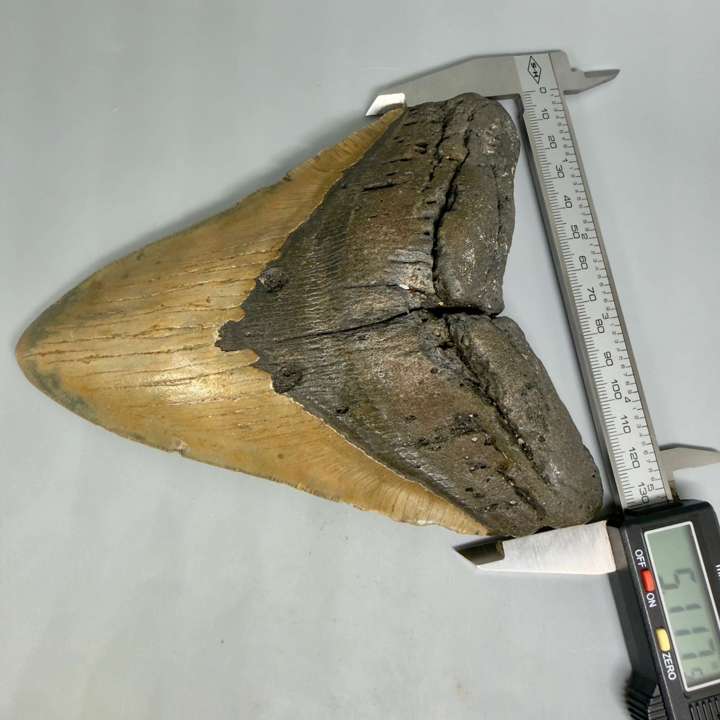 Front In Calipers (wide) View 6.53" HUGE Authentic Megalodon Tooth – Extra Large, Colorful Fossil from North Carolina CM6450