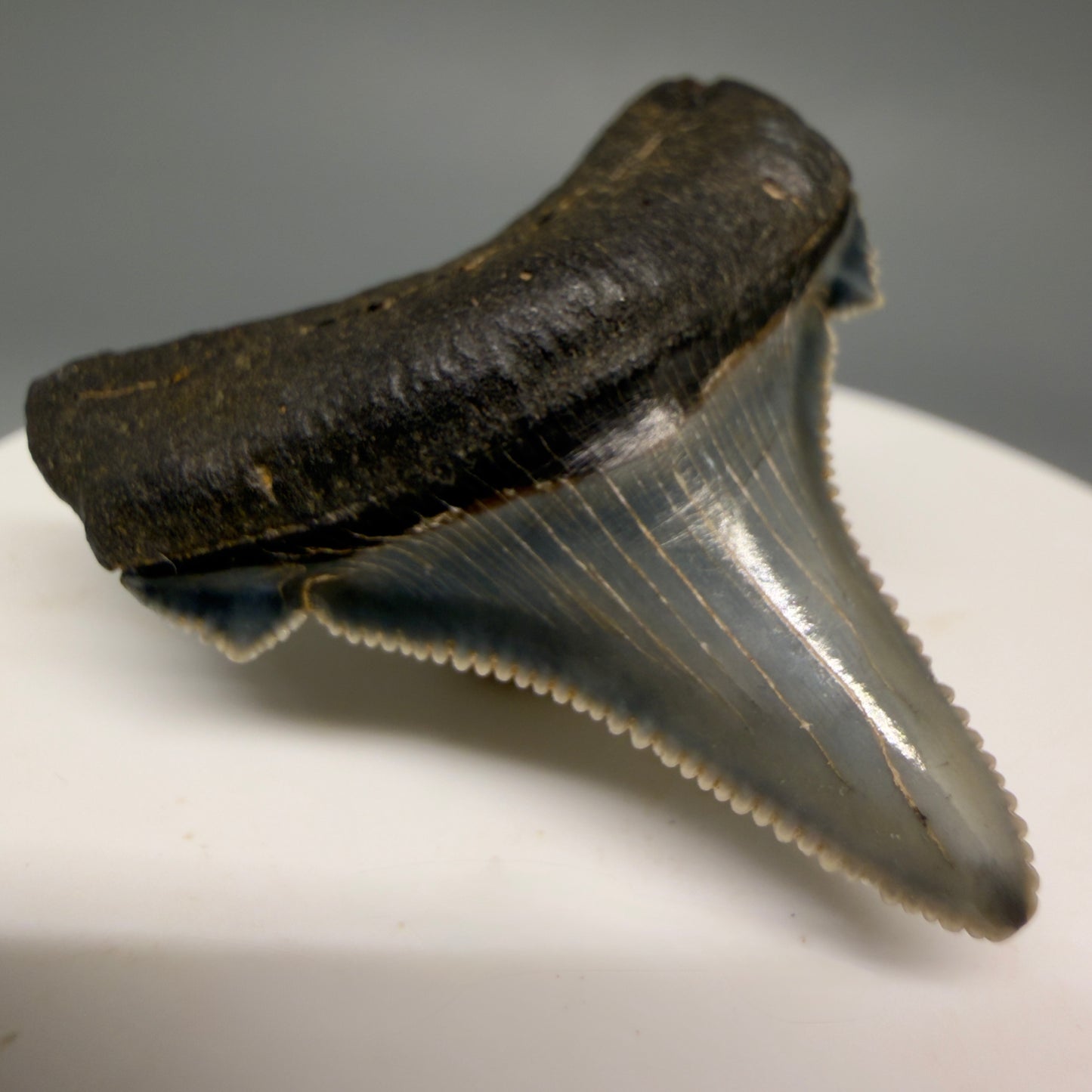 Front Left View 1.57" Serrated Fossil Carcharocles angustidens Shark Tooth from South Carolina AN467