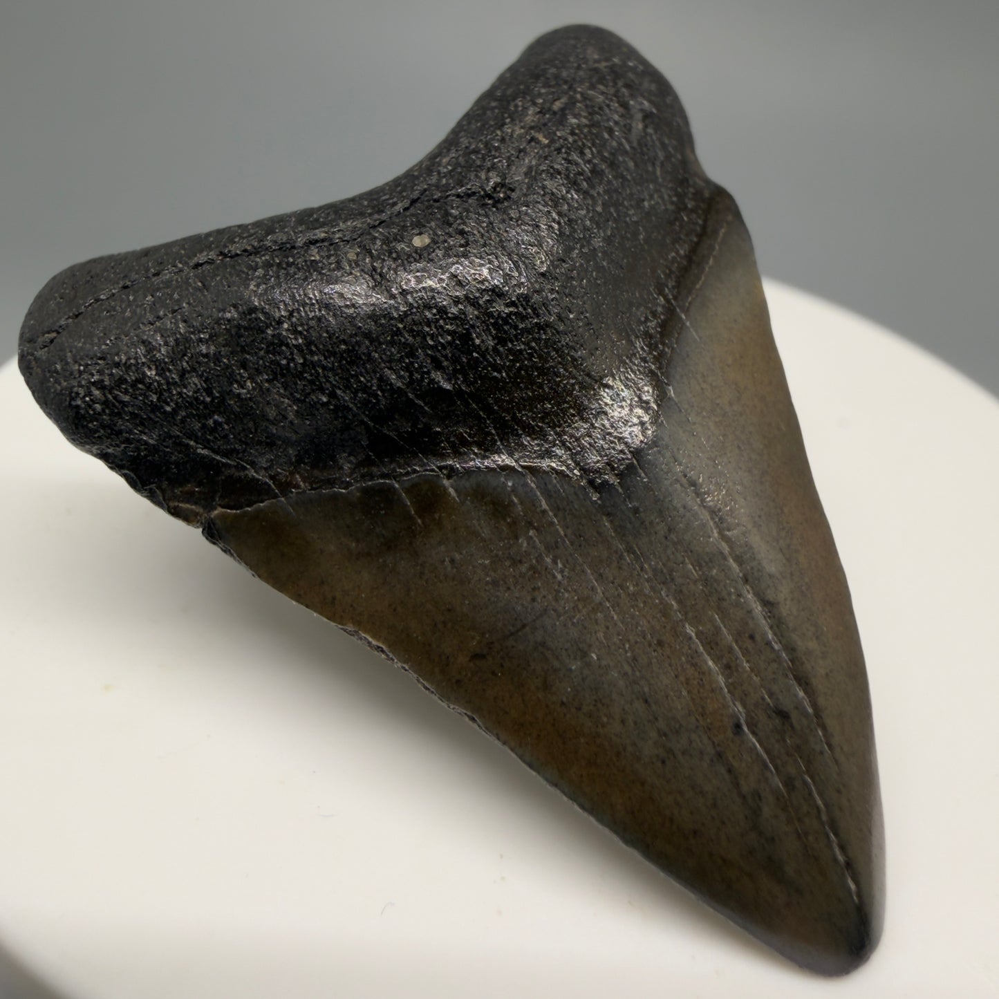 Front Left View 1.67" Colorful Fossil Megalodon Tooth – South Carolina River Find | Authentic CM6477