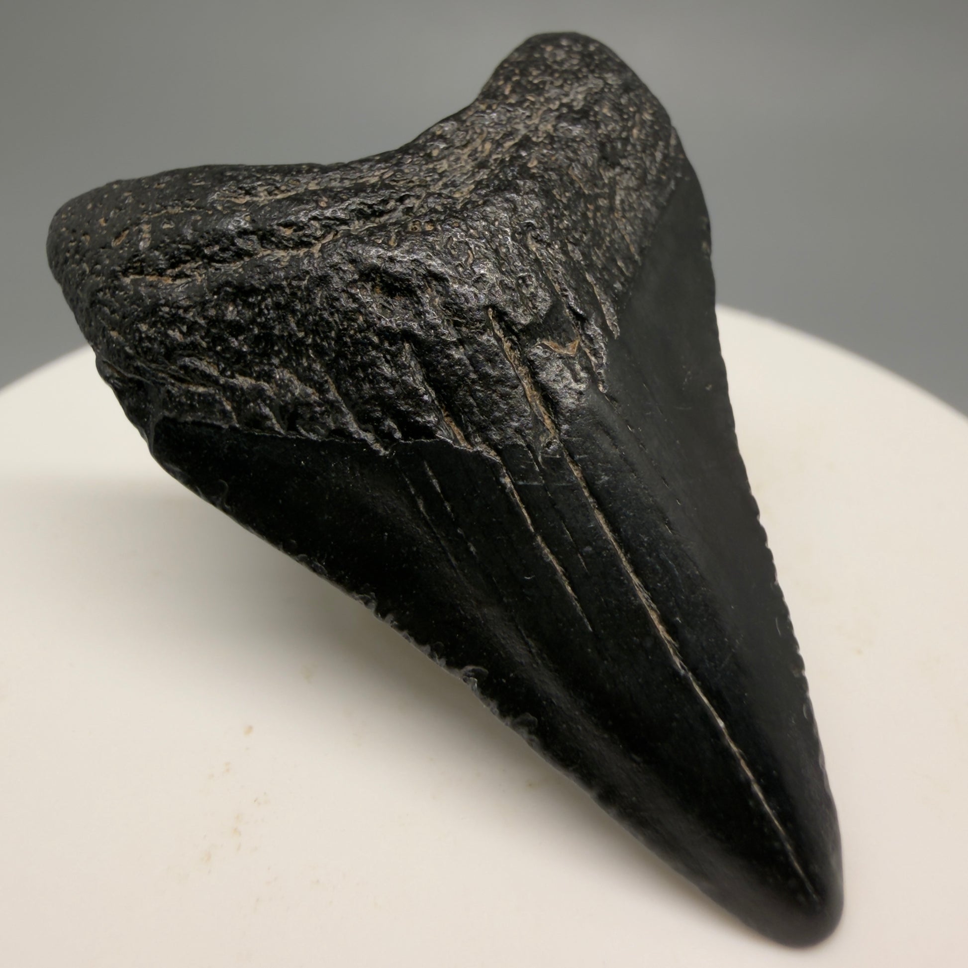 Front Left View 1.69" Dark colors, Fossil Megalodon Tooth – South Carolina River Find | Authentic CM6478