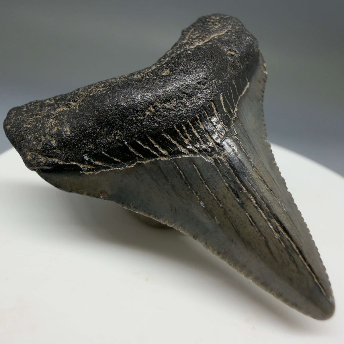 Front Left View 1.71" Colorful Fossil Megalodon Tooth – South Carolina River Find | Authentic Megalodon Tooth megalodonteeth.com CM6779