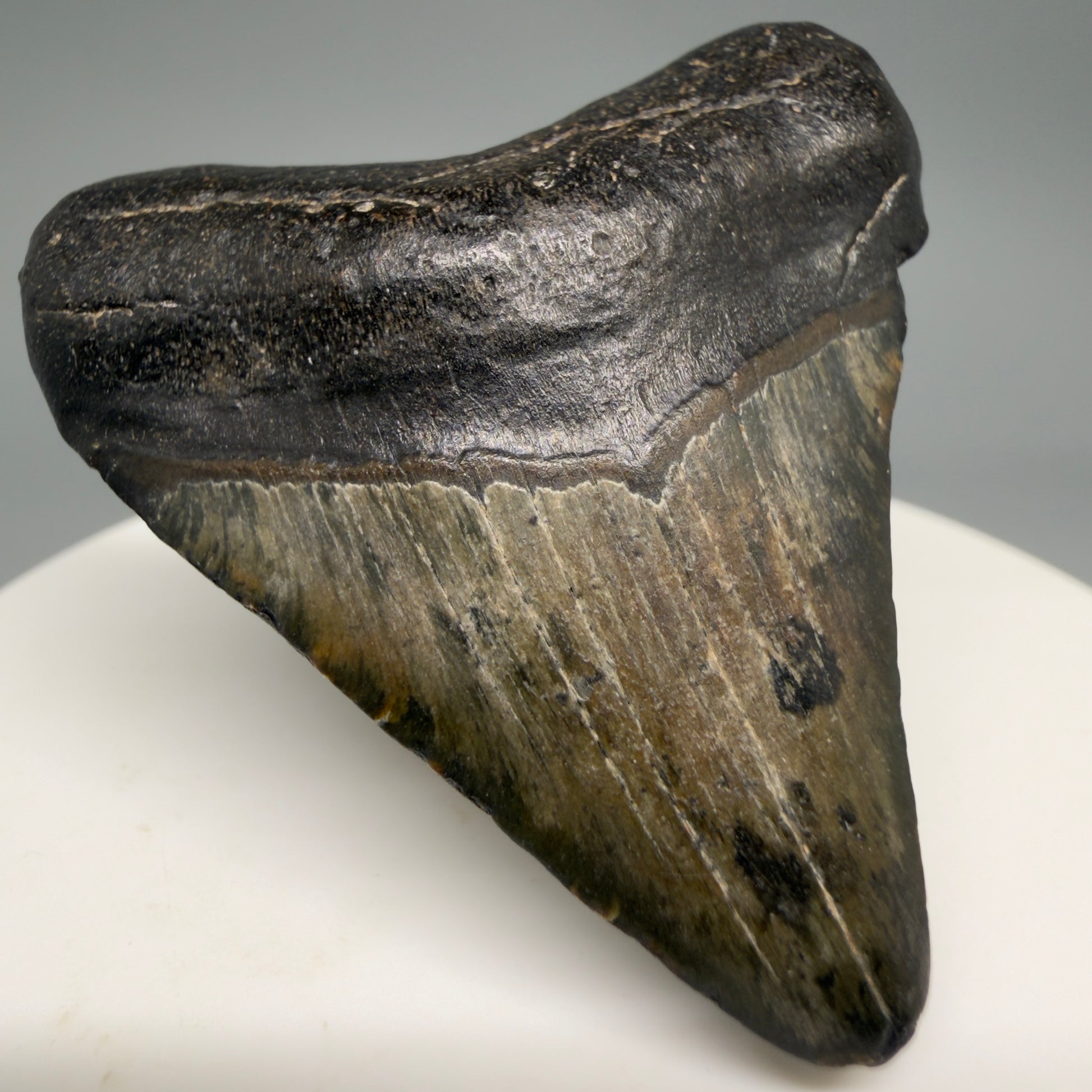 Front Left View 1.84" Colorful Fossil Megalodon Tooth – South Carolina River Find | Authentic Megalodon Tooth megalodonteeth.com CM6541