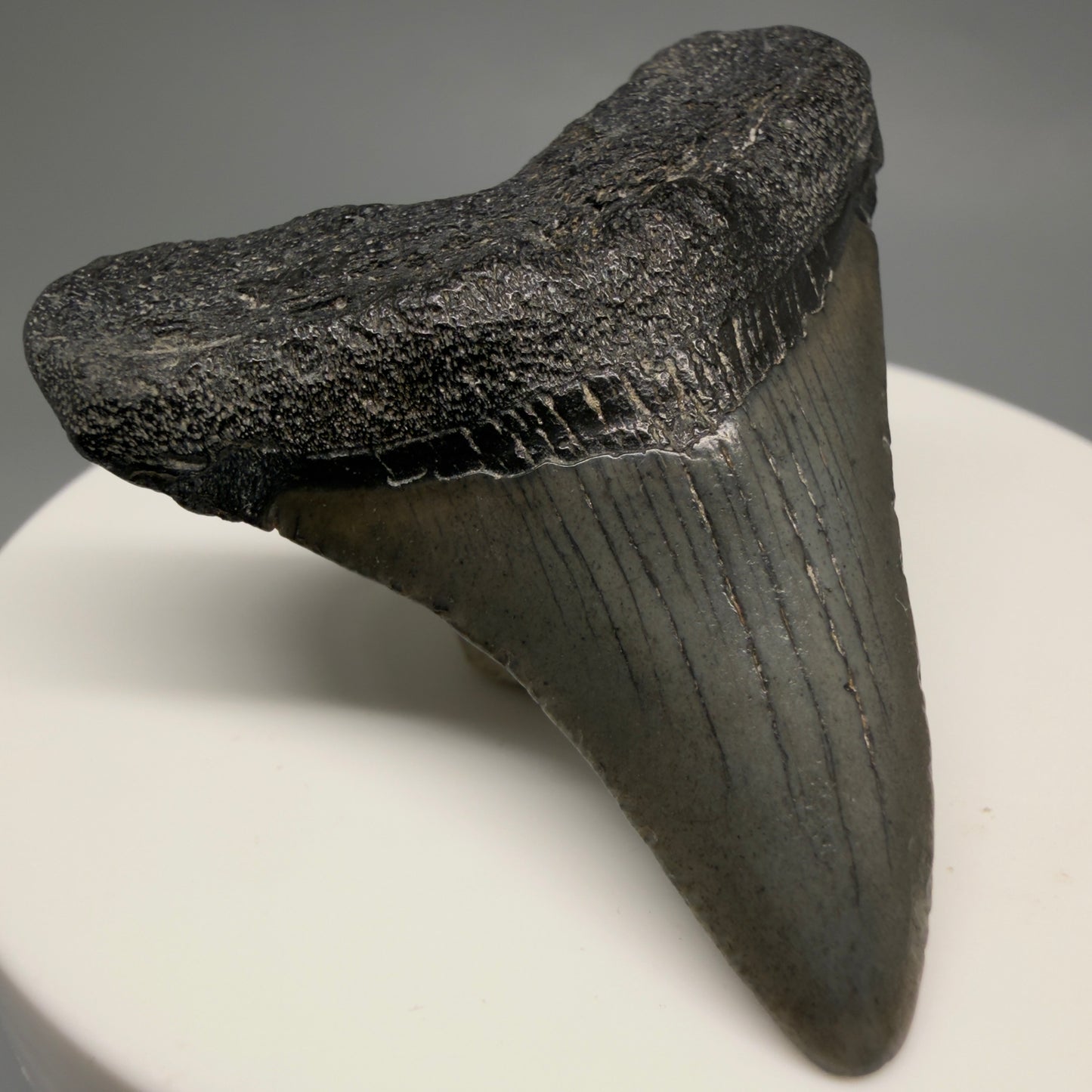 Front Left View 1.89" Colorful Fossil Megalodon Tooth – South Carolina River Find | Authentic CM6480