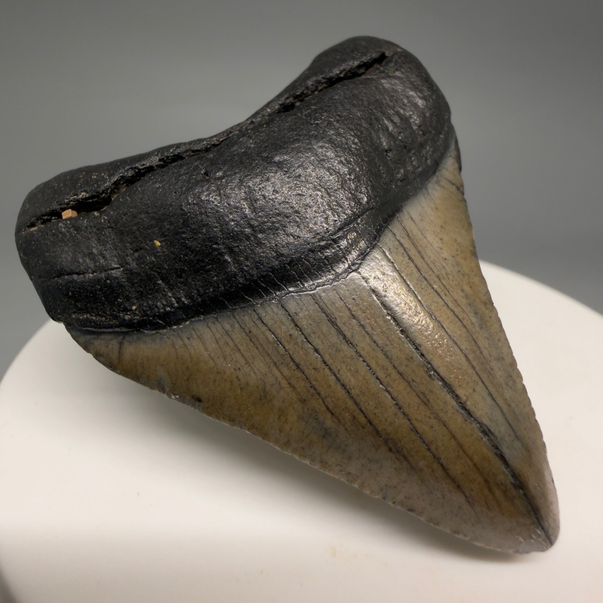 Front Left View 1.90" Colorful Fossil Megalodon Tooth – South Carolina River Find | Authentic Megalodon Tooth megalodonteeth.com CM6546