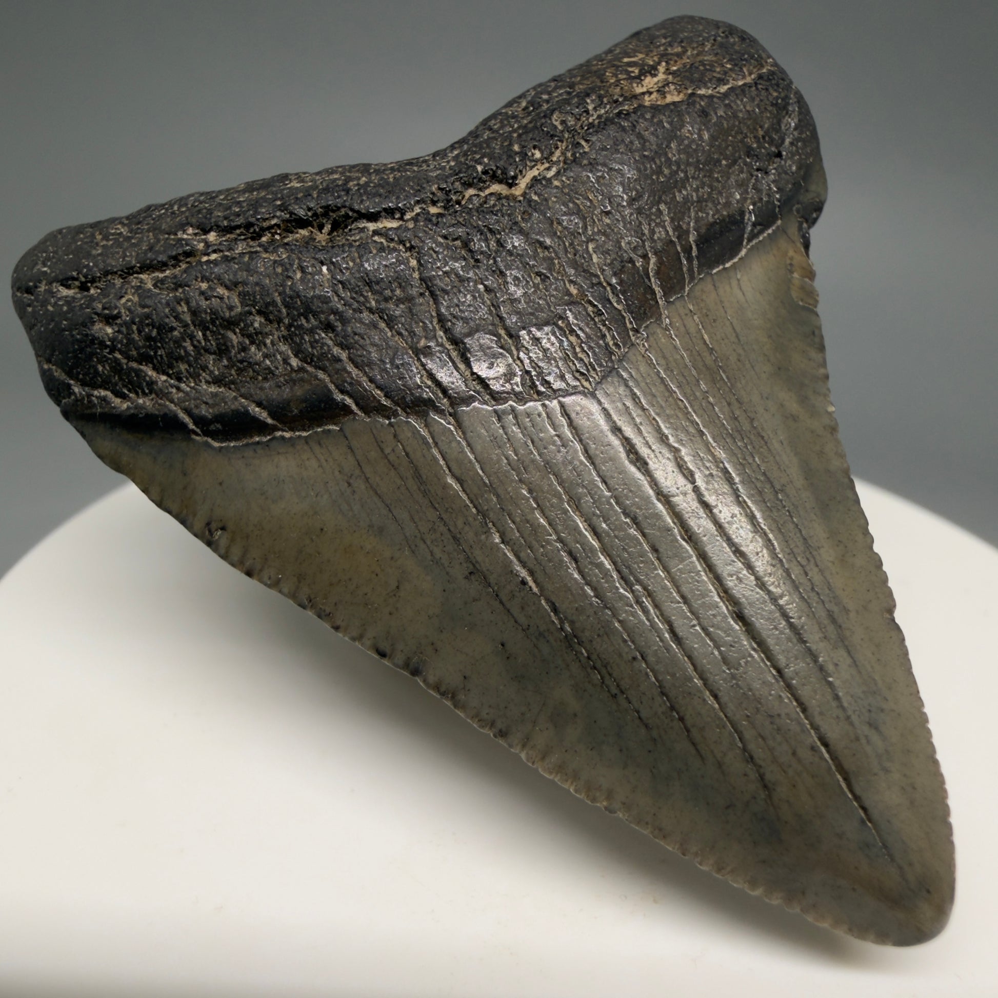 Front Left View 2.03" Colorful Fossil Megalodon Tooth – South Carolina River Find | Authentic Megalodon Tooth megalodonteeth.com CM6542