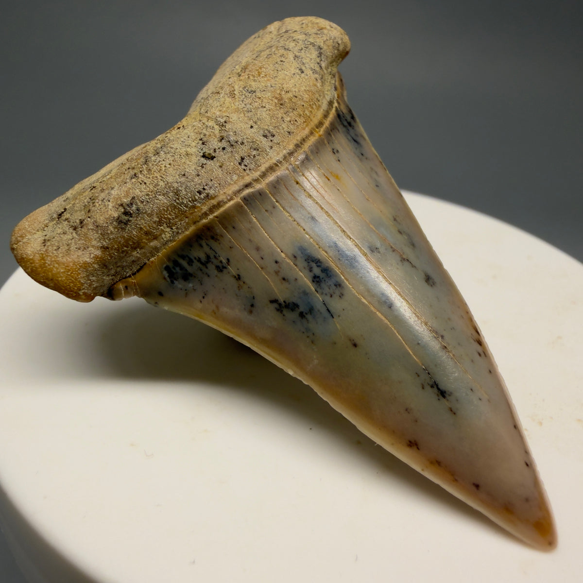 Front Left View 2.04" Fossil Extinct Mako - Isurus hastalis Shark Tooth - Bakersfield, CA - Colorful M621