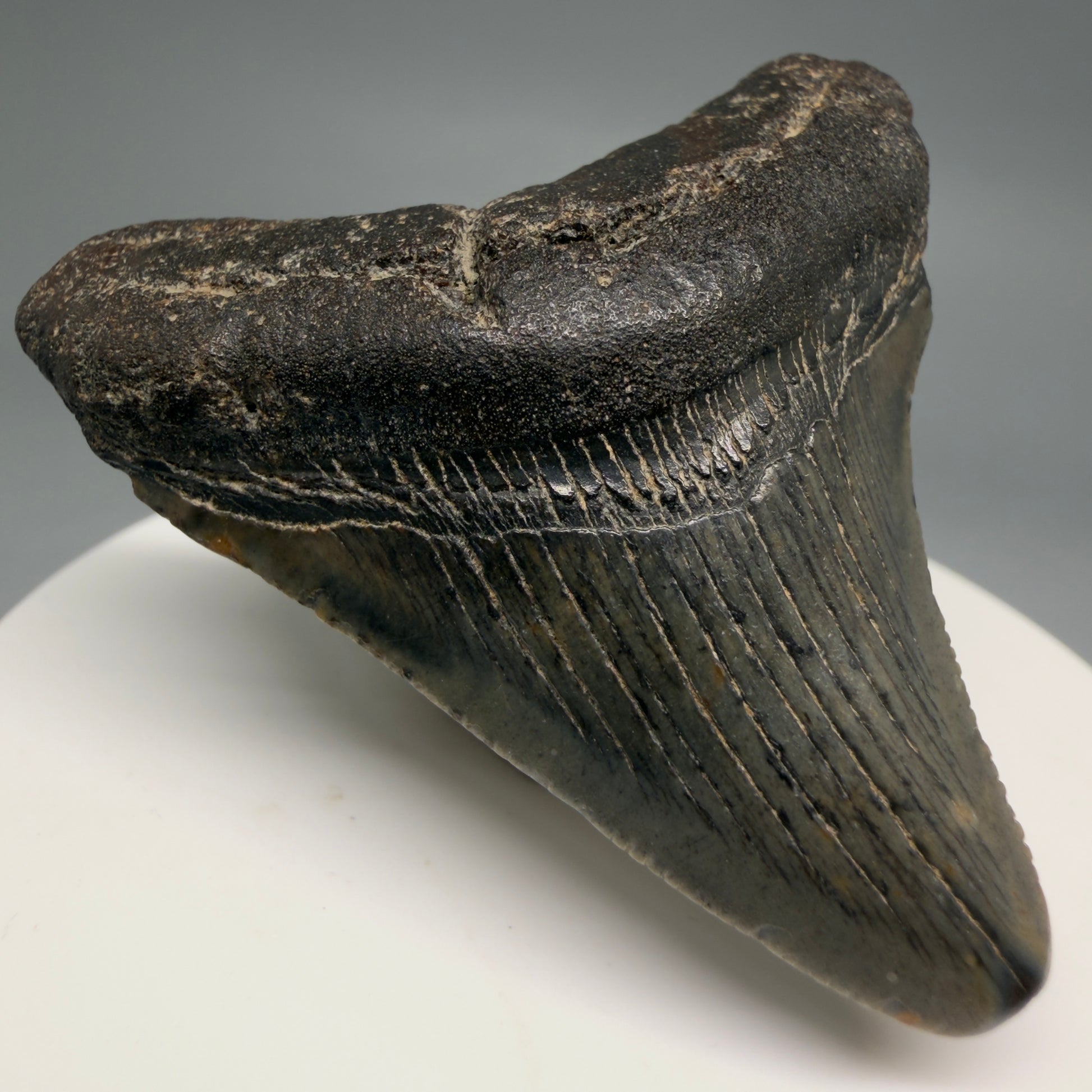 Front Left View 2.06" Colorful Fossil Megalodon Tooth – South Carolina River Find | Authentic Megalodon Tooth megalodonteeth.com CM6543