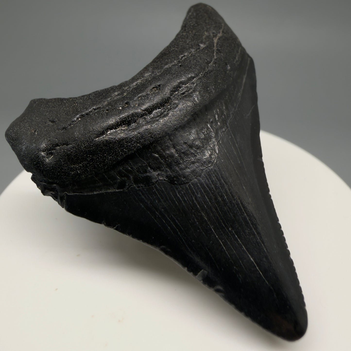Front Left View 2.12" Colorful Fossil Megalodon Tooth – South Carolina River Find | Authentic CM6481