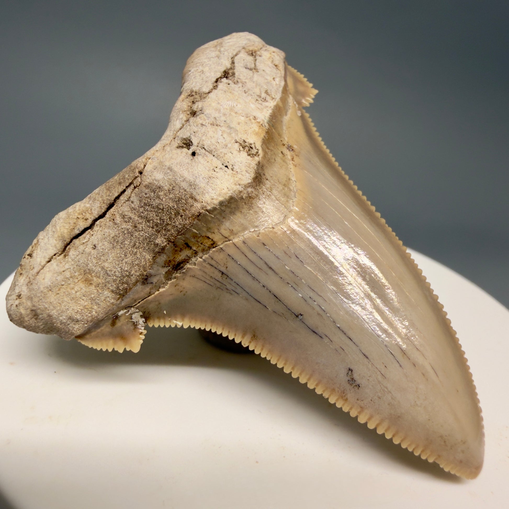 Front Left View 2.17" Fossil Carcharocles angustidens Shark Tooth from Charleston, South Carolina AN741 