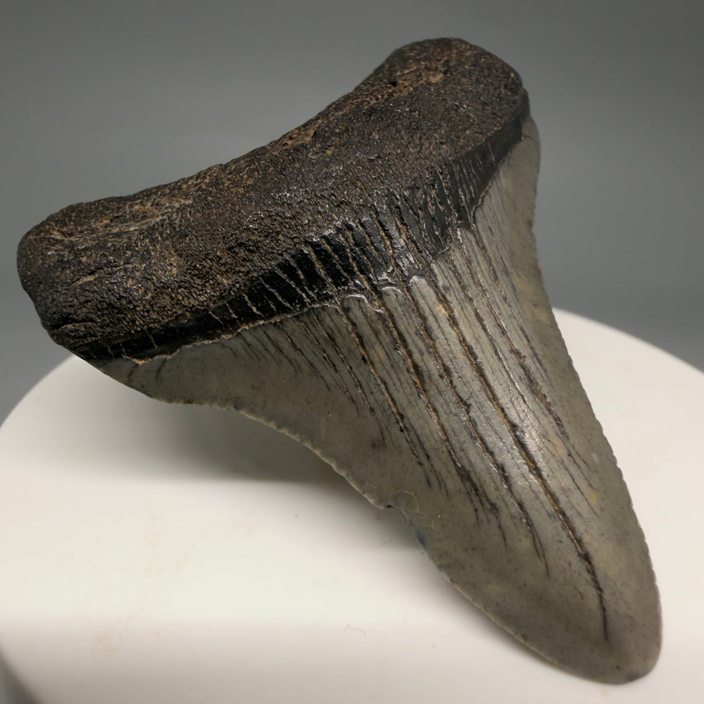 Front Left View 2.19" Colorful Fossil Megalodon Tooth – South Carolina River Find | Authentic Megalodon Tooth megalodonteeth.com CM6547