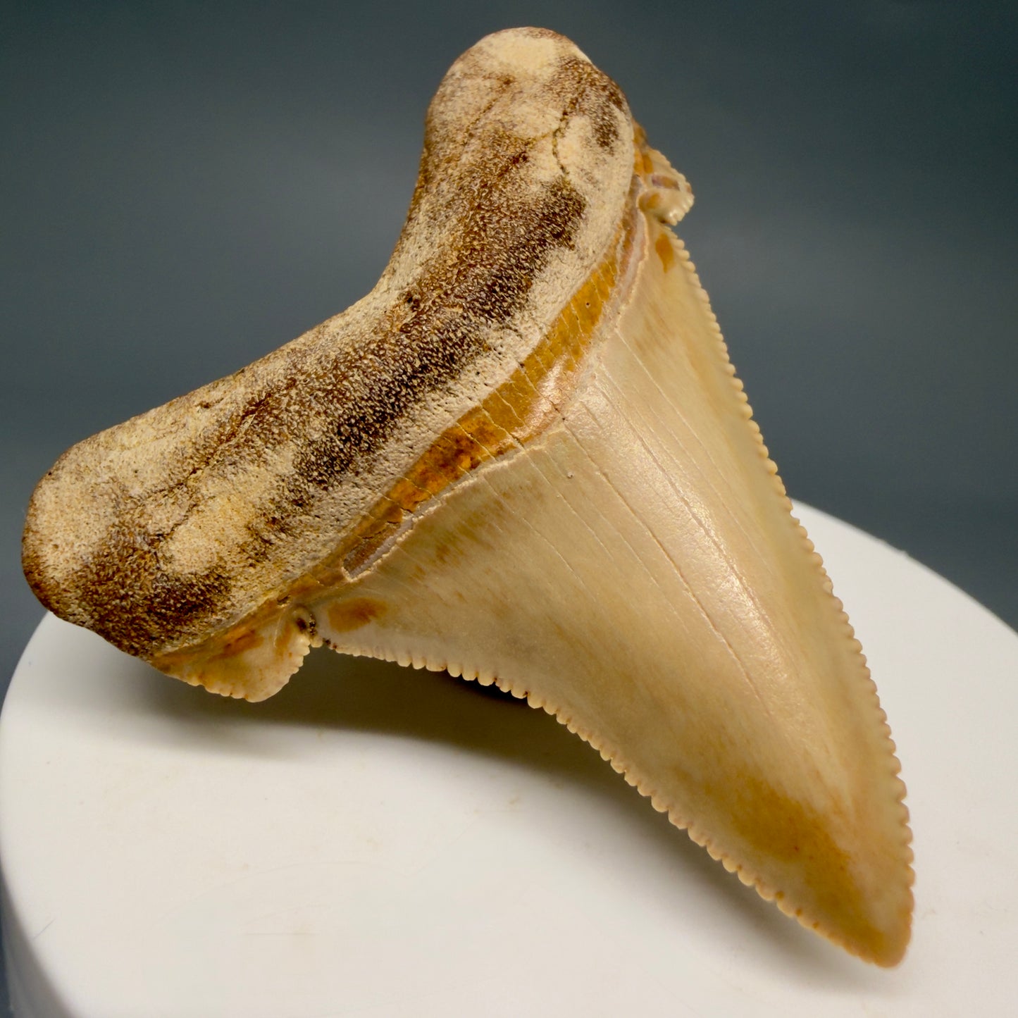 Front Left View 2.19" Fossil Carcharocles angustidens Shark Tooth from Summerville, South Carolina AN473