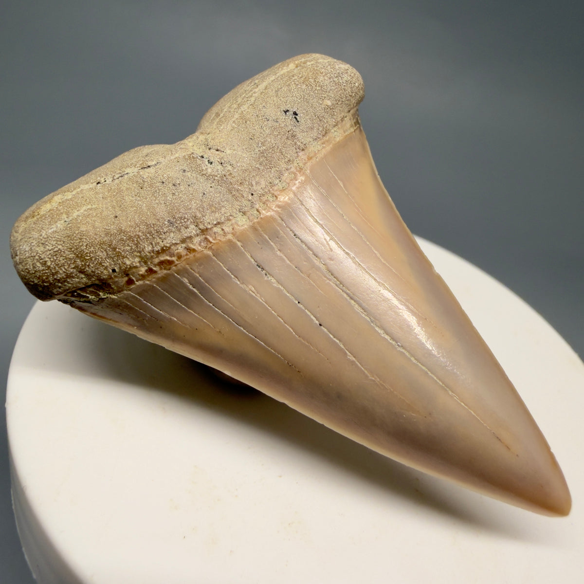 Front Left View 2.20" Fossil Extinct Mako - Isurus hastalis Shark Tooth - Bakersfield, CA - Colorful M622