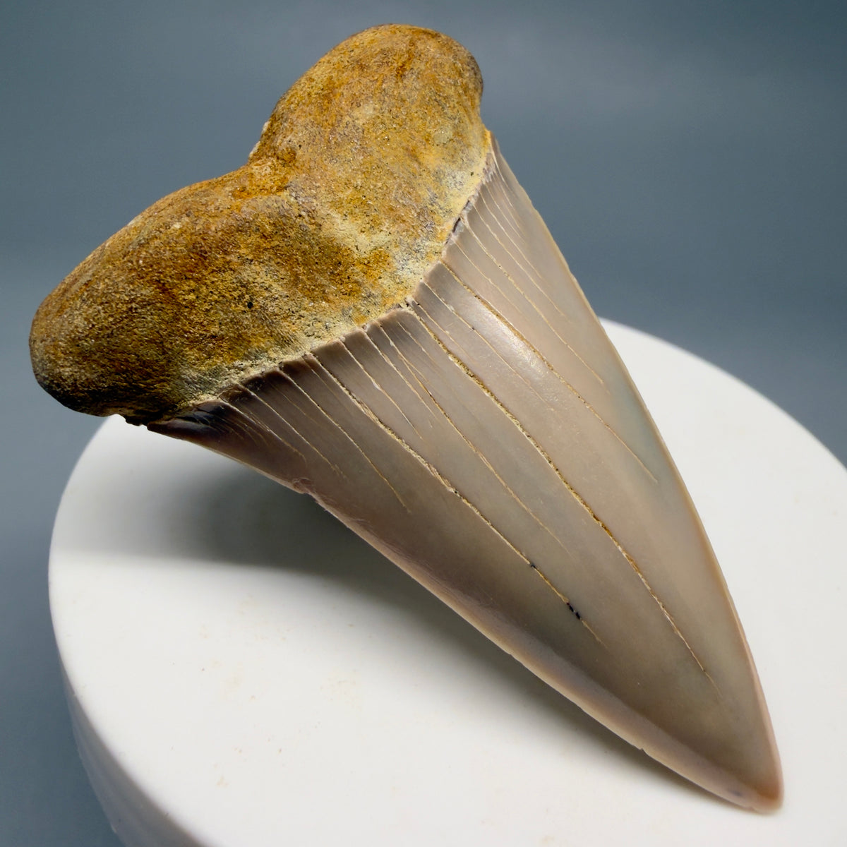 Front Left View 2.30" Fossil Extinct Mako - Isurus hastalis Shark Tooth - Bakersfield, CA - Colorful M623