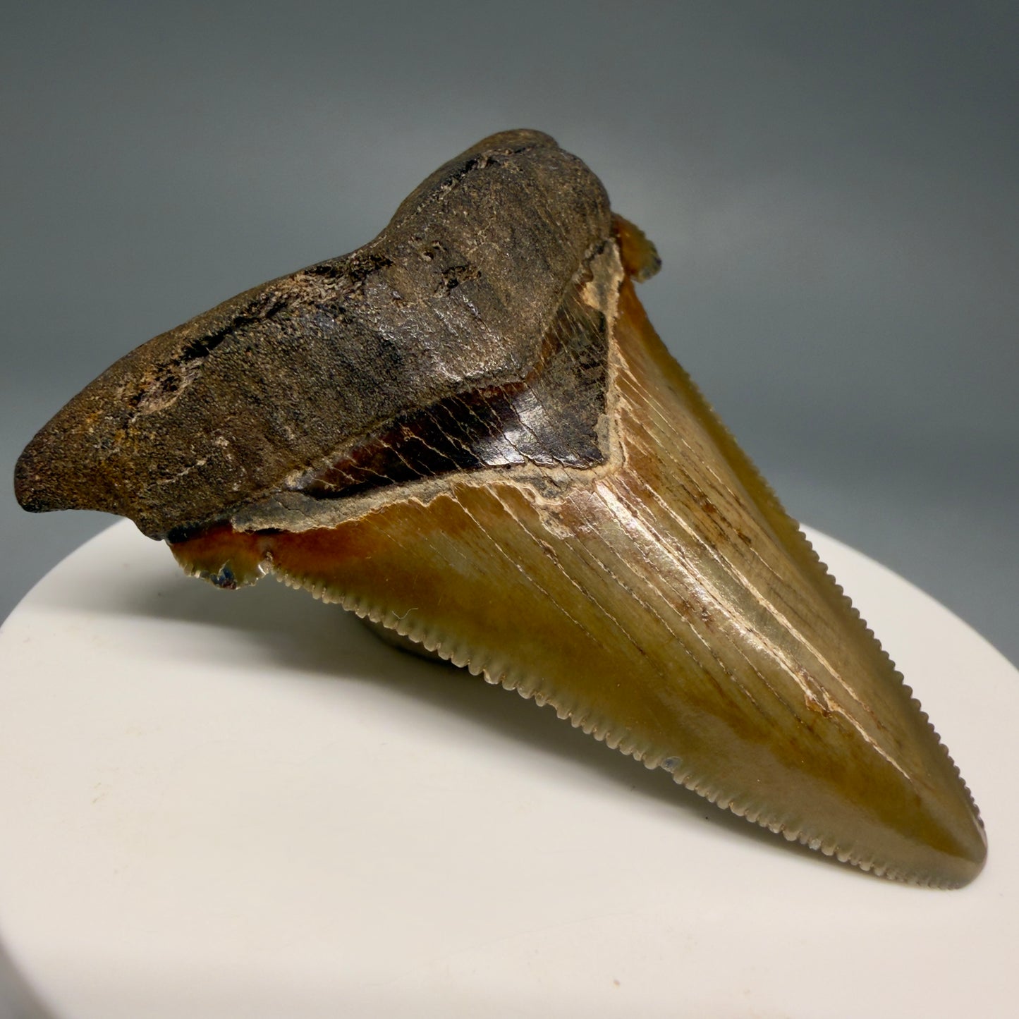 Front Left View 2.31" Serrated Fossil Carcharocles angustidens Shark Tooth from South Carolina AN470