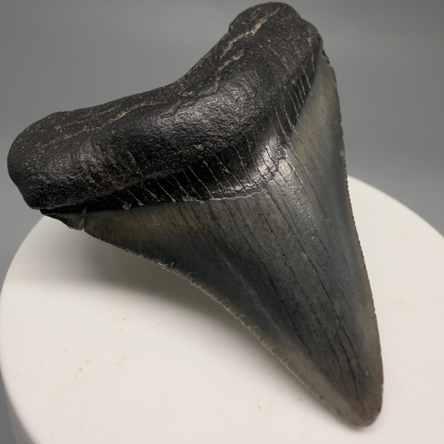 Front Left View 2.34" Colorful Fossil Megalodon Tooth – South Carolina River Find | Authentic CM6483