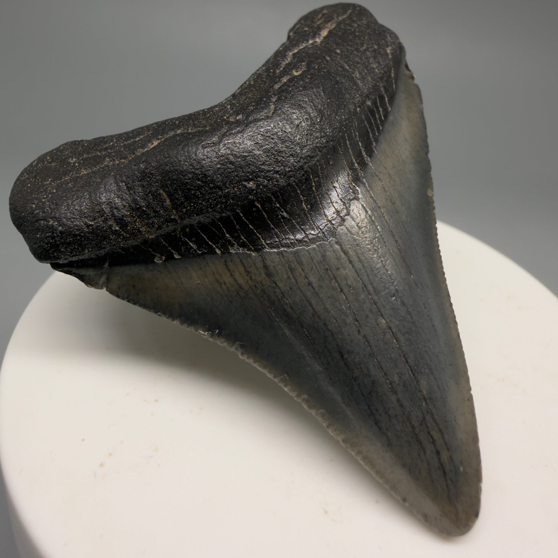 Front Left View 2.34" Colorful Fossil Megalodon Tooth – South Carolina River Find | Authentic CM6483